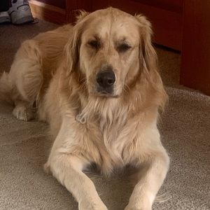 Meet your Posher, Ann